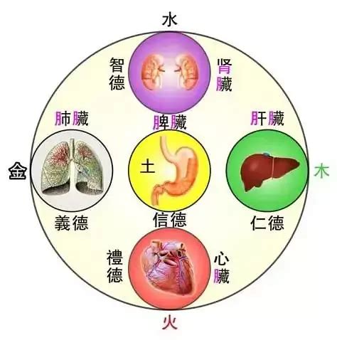 中醫裡面，土是屬於哪一個人的臟腑|第13講 臟象學說概述 五臟：心的生理功能